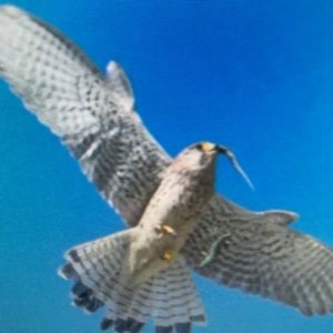 Meet your Posher, John